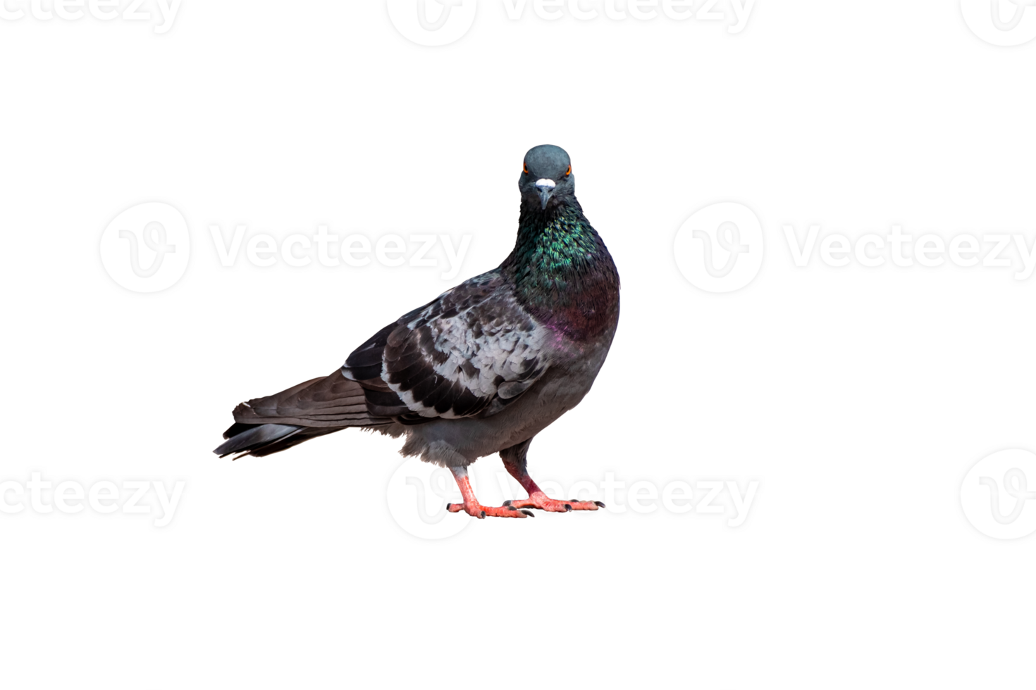 Full Body Side view of pigeon bird standing isolate on transparent background, PNG file