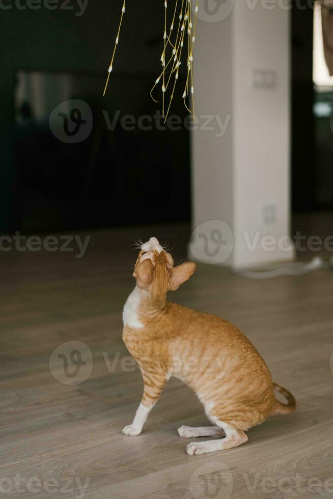 Red handsome cat Cornish rex looks up at a toy that is being played with while sitting on the floor in the house photo