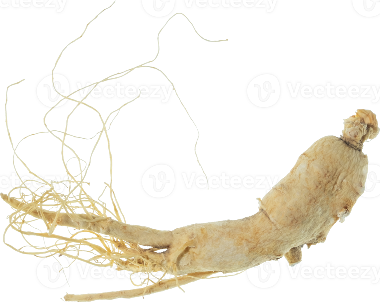 ginseng cut out on transparent background. png