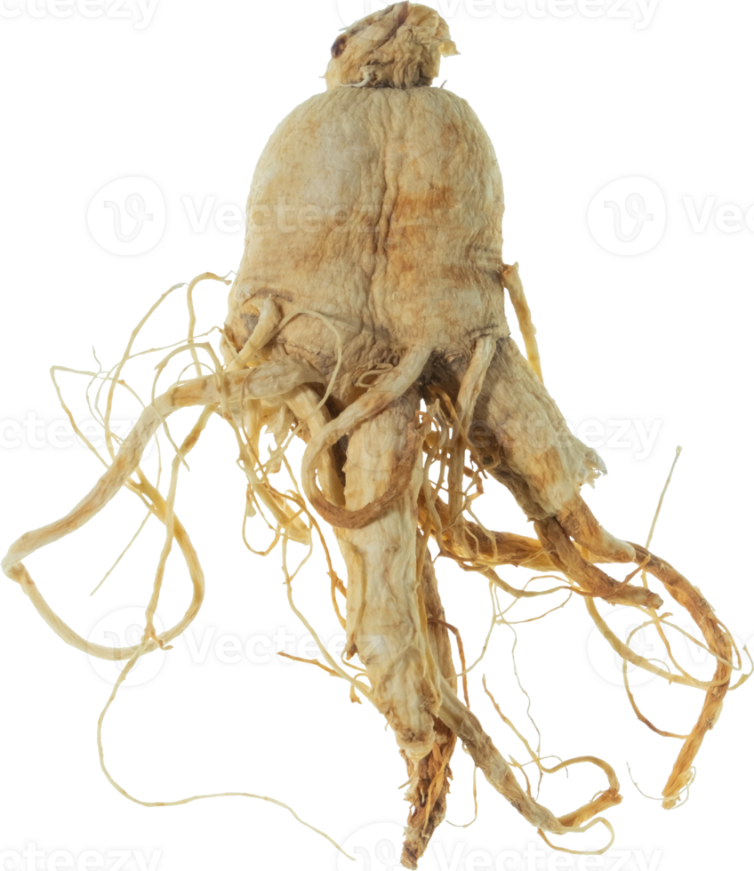 ginseng cut out on transparent background. png