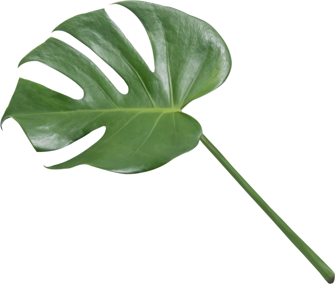 monstera leaf cut out on transparent background. png