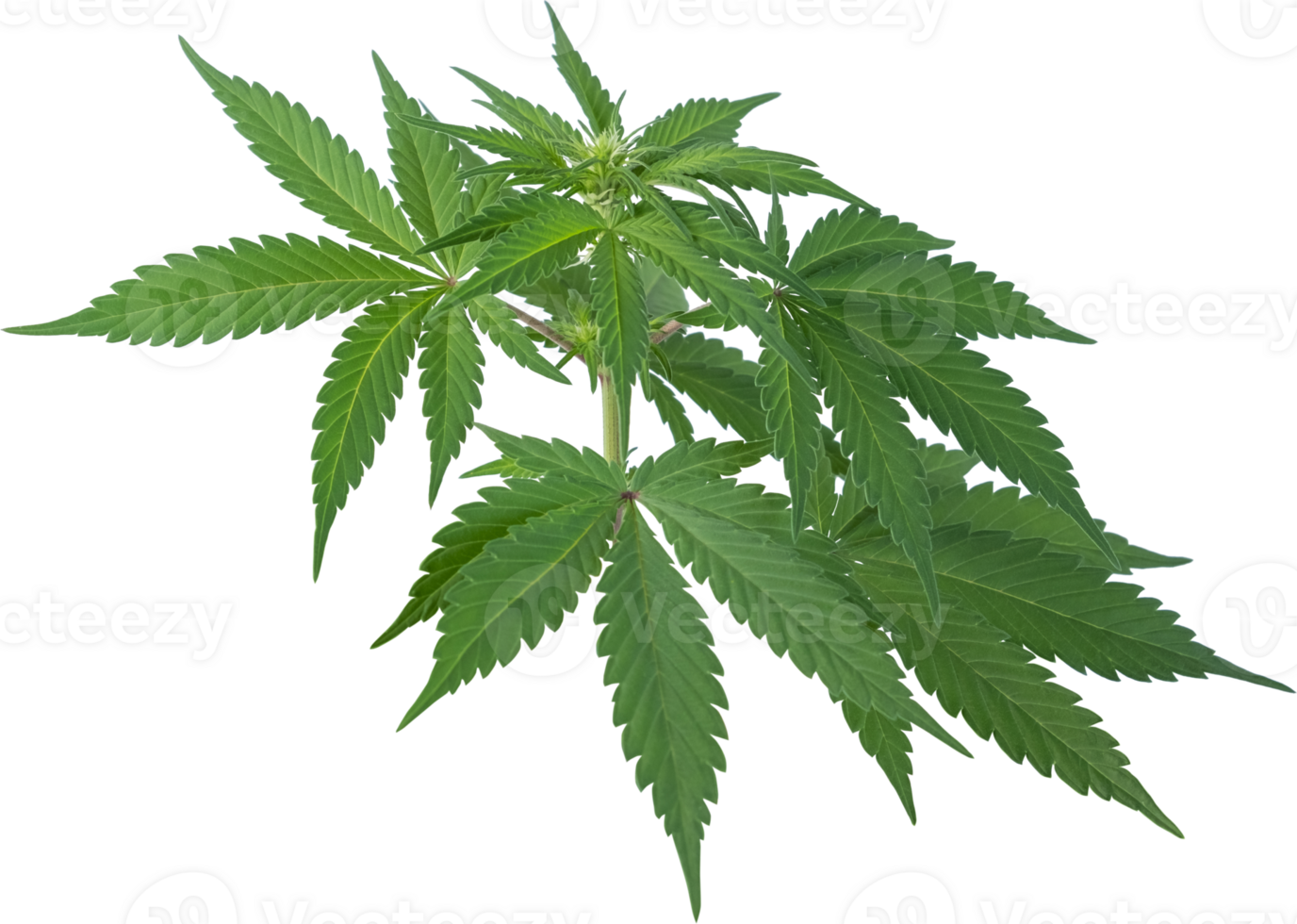 cannabis, hemp plant cut out on transparent background. png