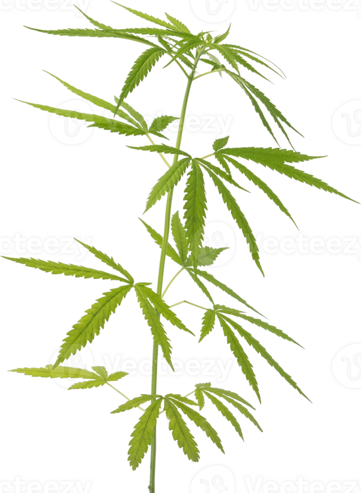 cannabis, hemp plant cut out on transparent background. png