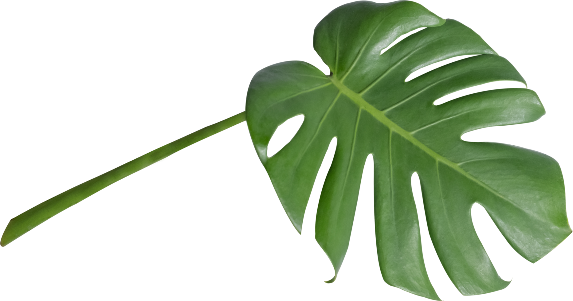 monstera leaf cut out on transparent background. png