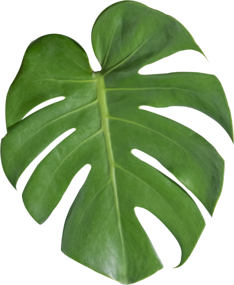 monstera leaf cut out on transparent background. 26573593 PNG