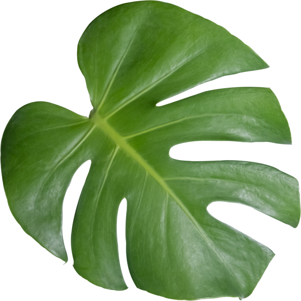 monstera leaf cut out on transparent background. png