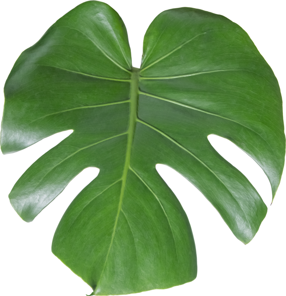 monstera leaf cut out on transparent background. png