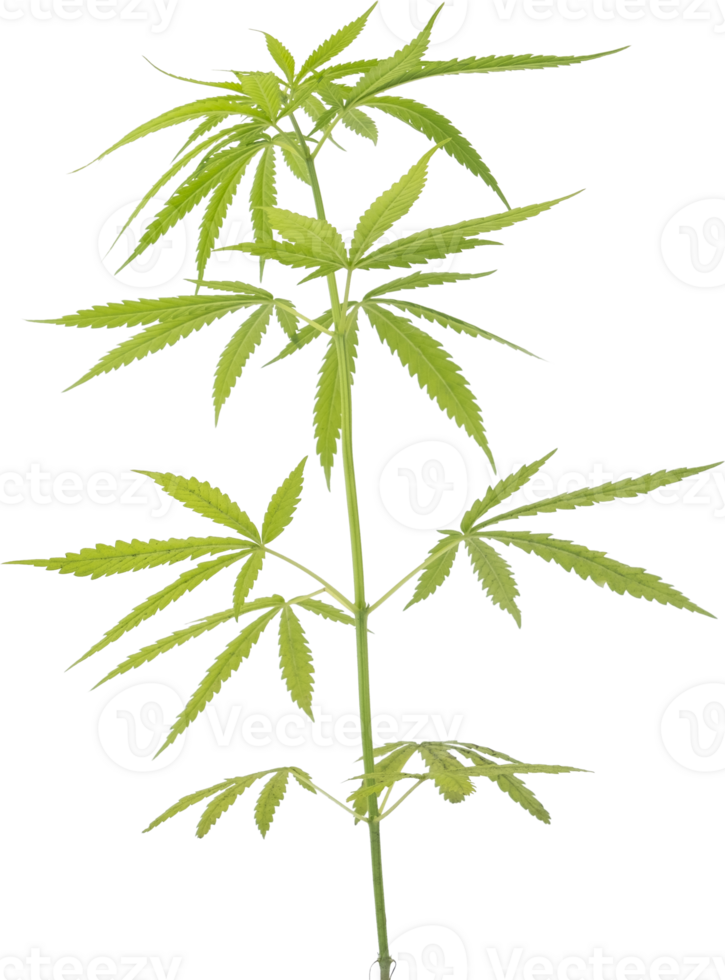 cannabis, hemp plant cut out on transparent background. png