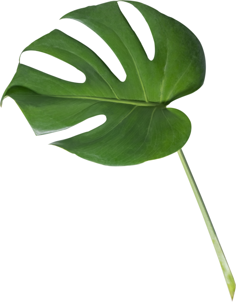 monstera leaf cut out on transparent background. png