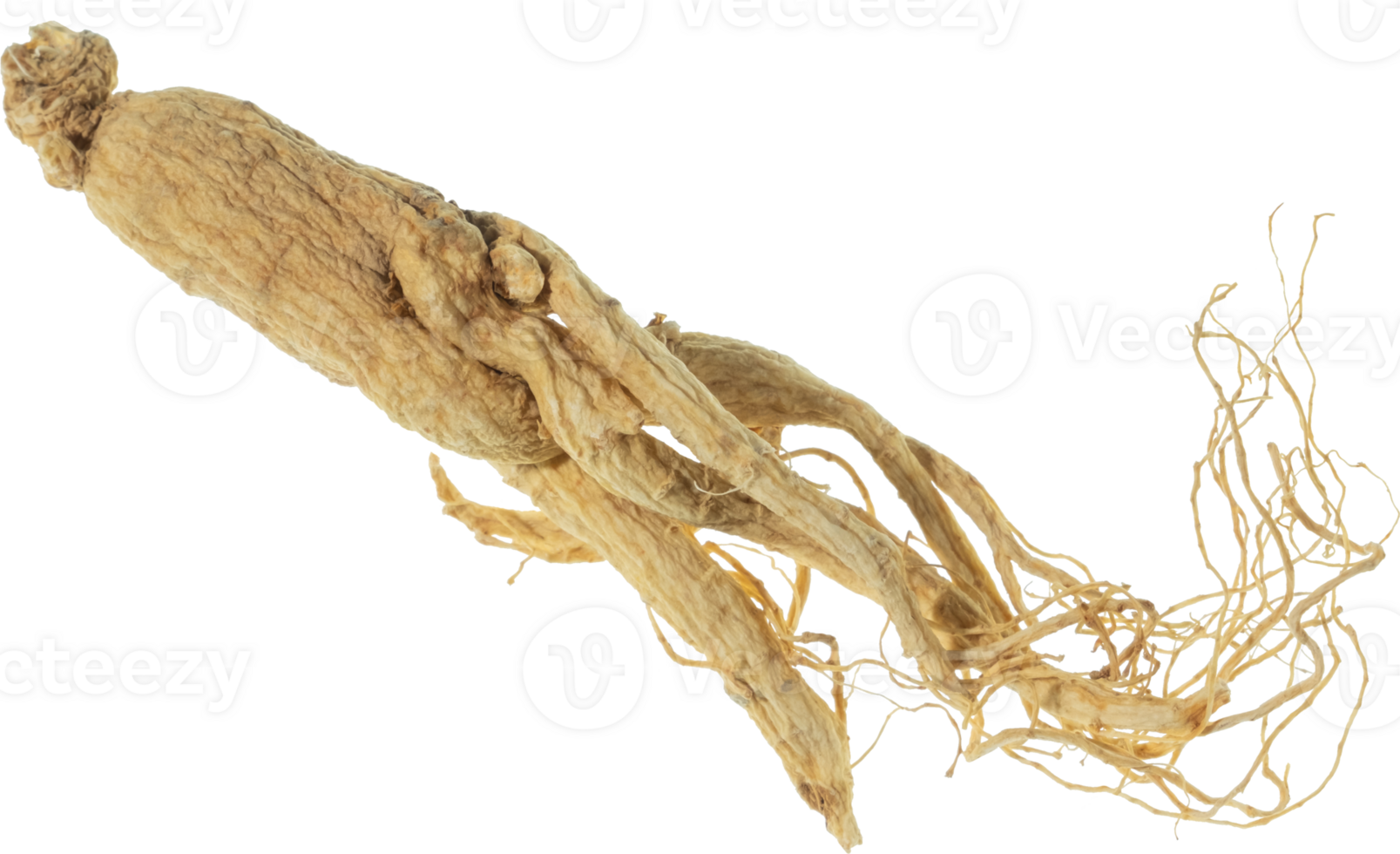 ginseng cut out on transparent background. png