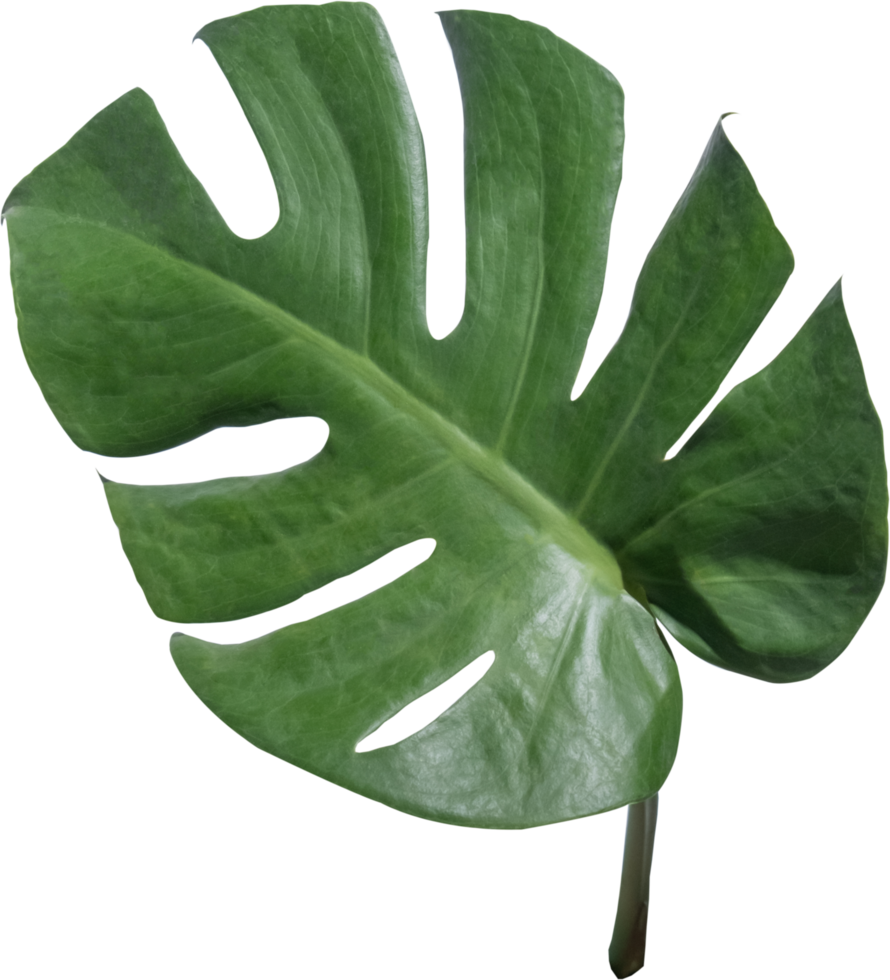 Monstera foglia tagliare su su trasparente sfondo. png