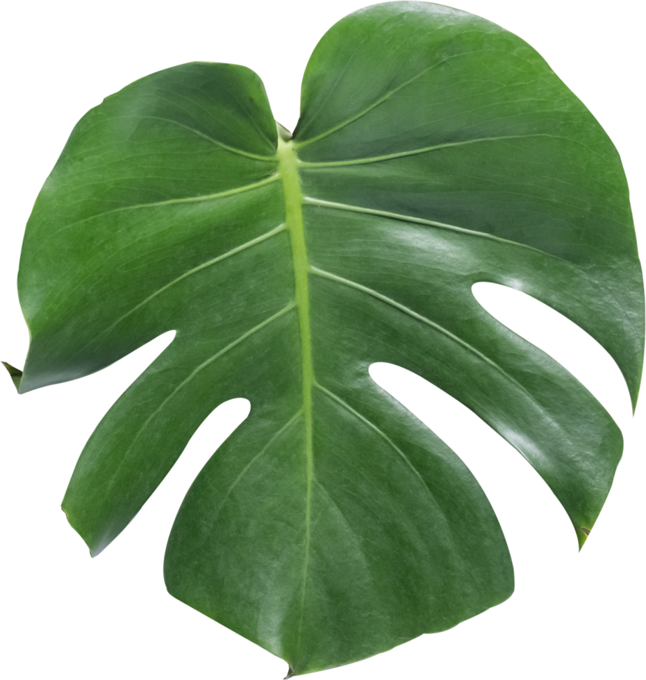 monstera leaf cut out on transparent background. 26573736 PNG