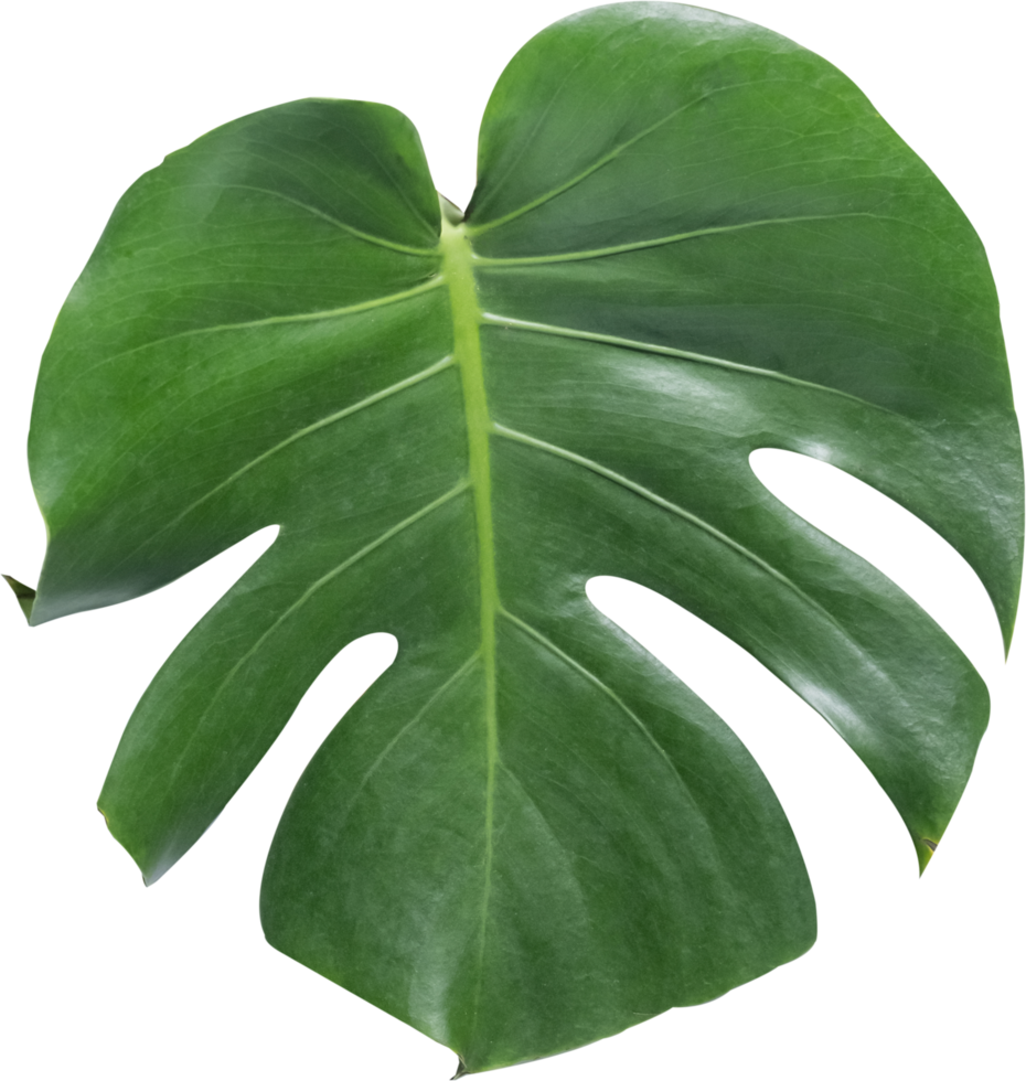 monstera leaf cut out on transparent background. png
