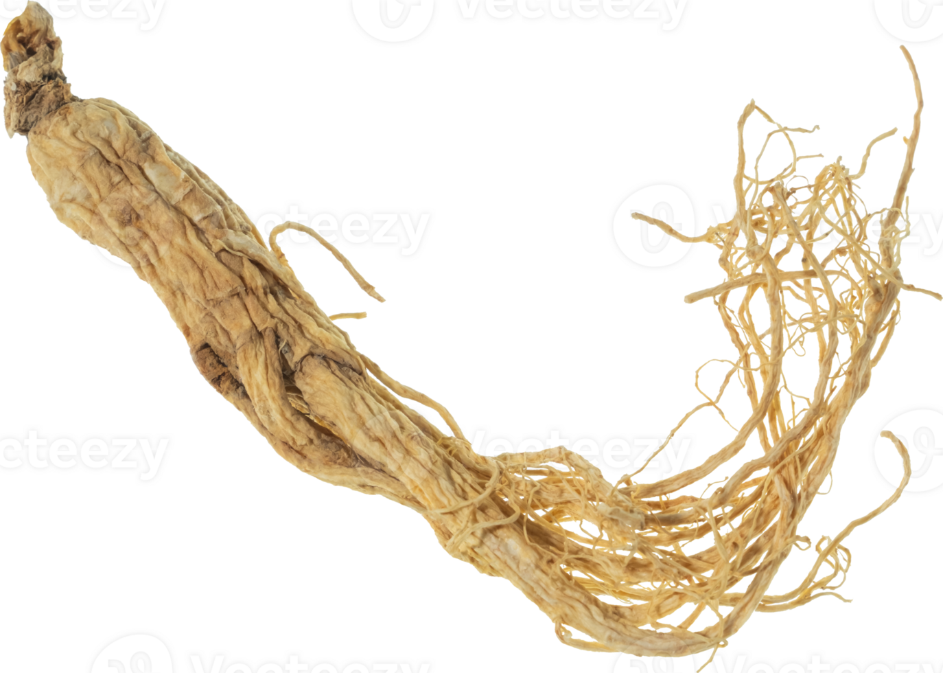 ginseng cut out on transparent background. png