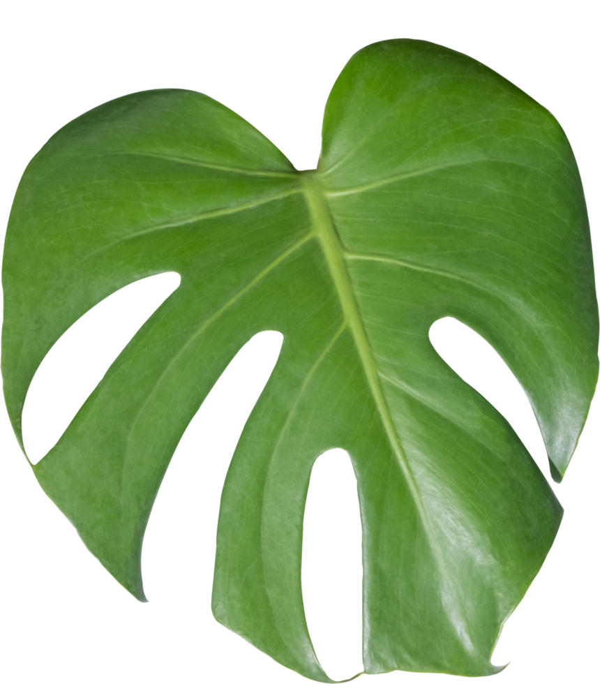 monstera leaf cut out on transparent background. png