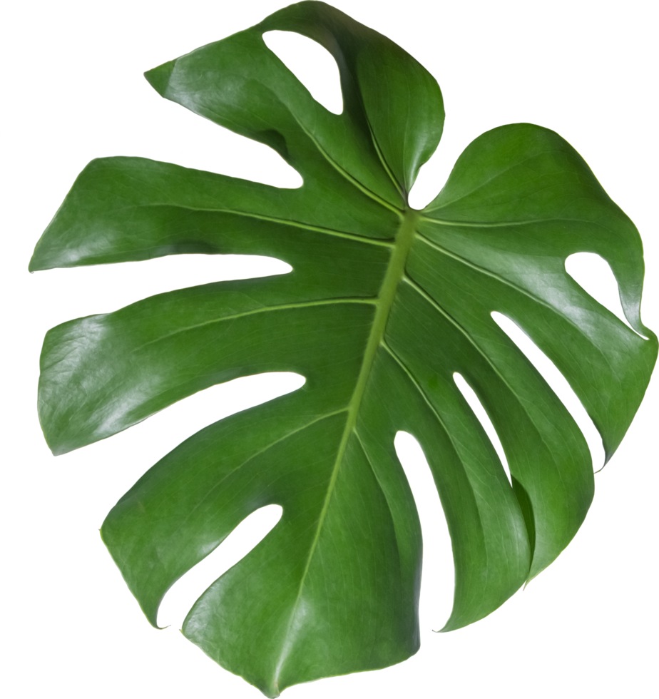 monstera leaf cut out on transparent background. 26573760 PNG