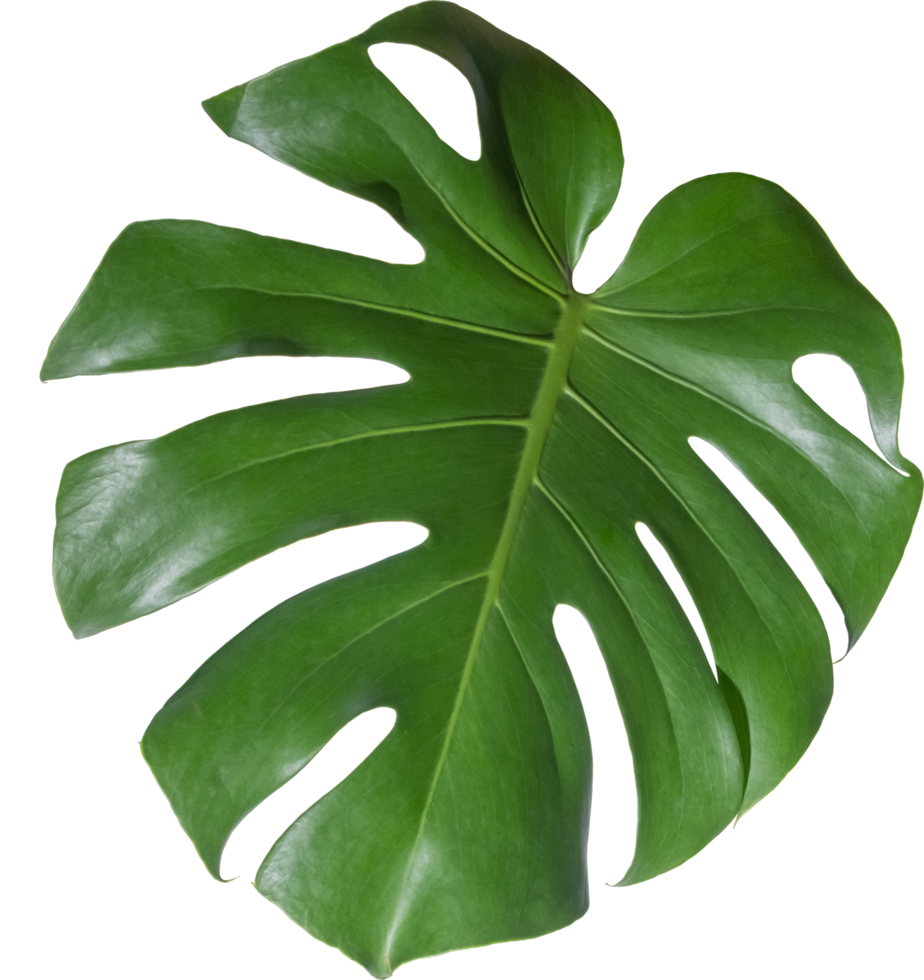 monstera leaf cut out on transparent background. png