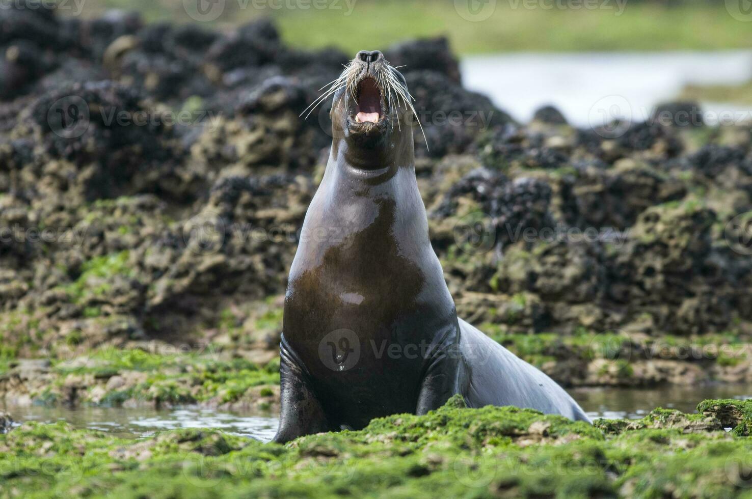 Sea lions portrait photo