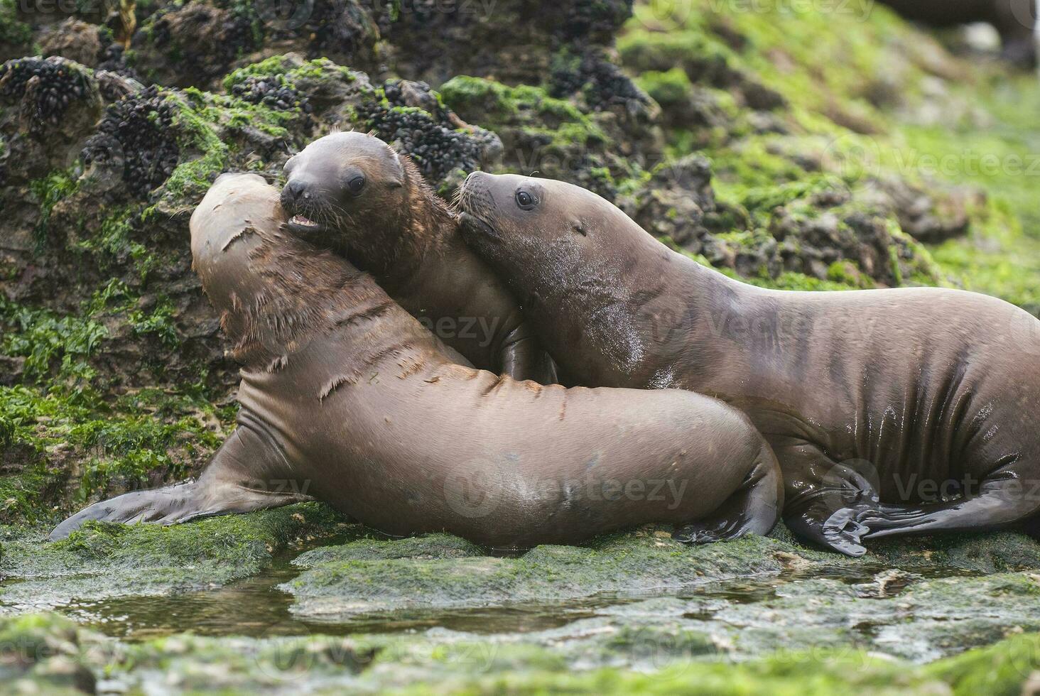 Sea lions portrait photo