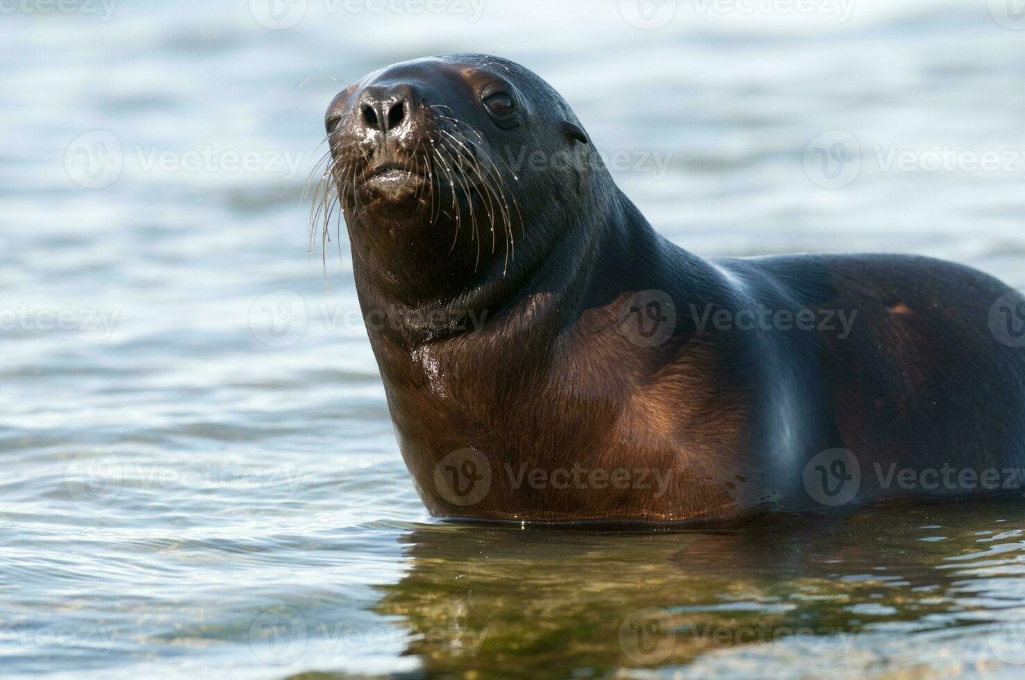 Sea lions portrait photo