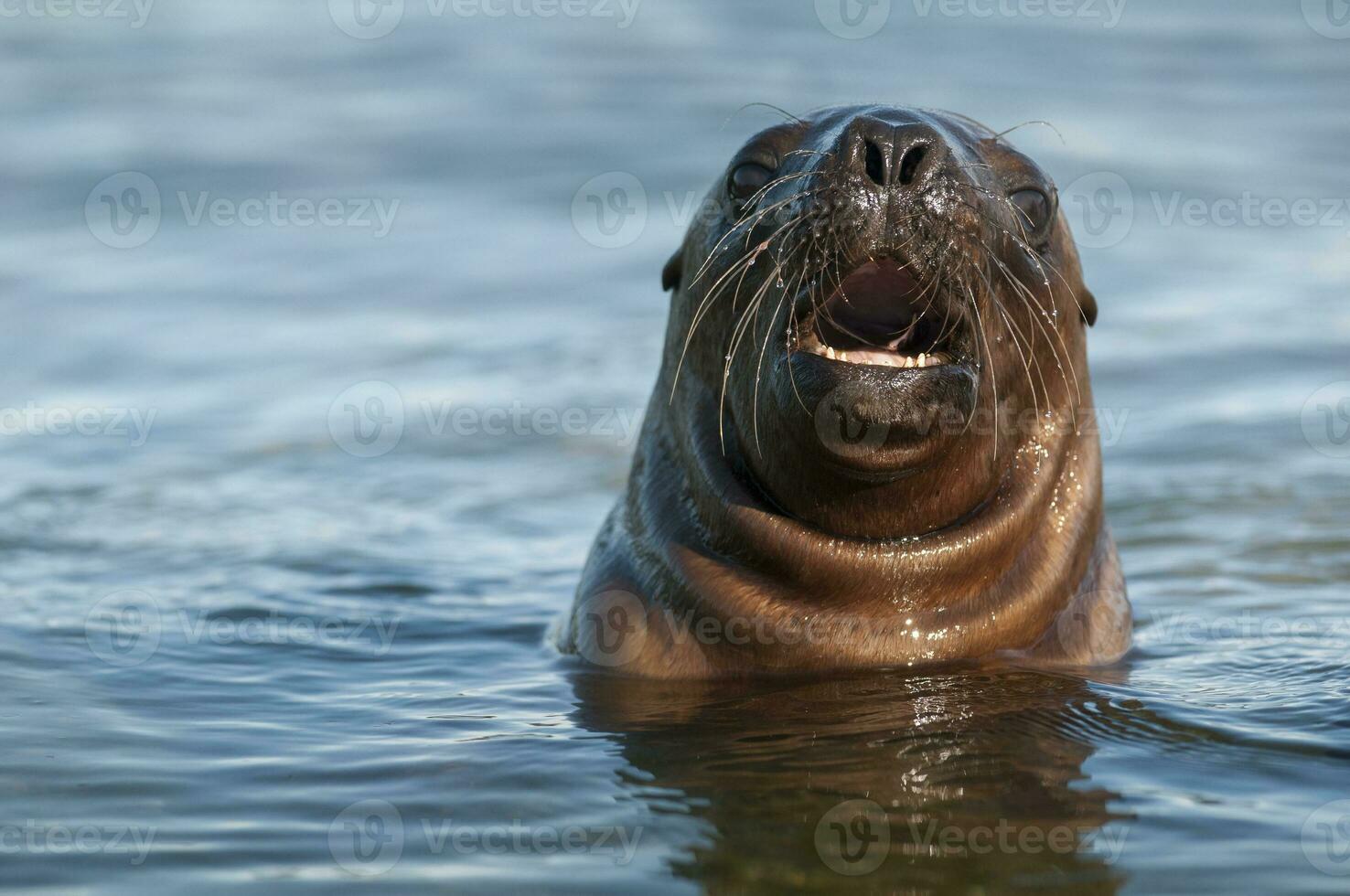 Sea lions portrait photo
