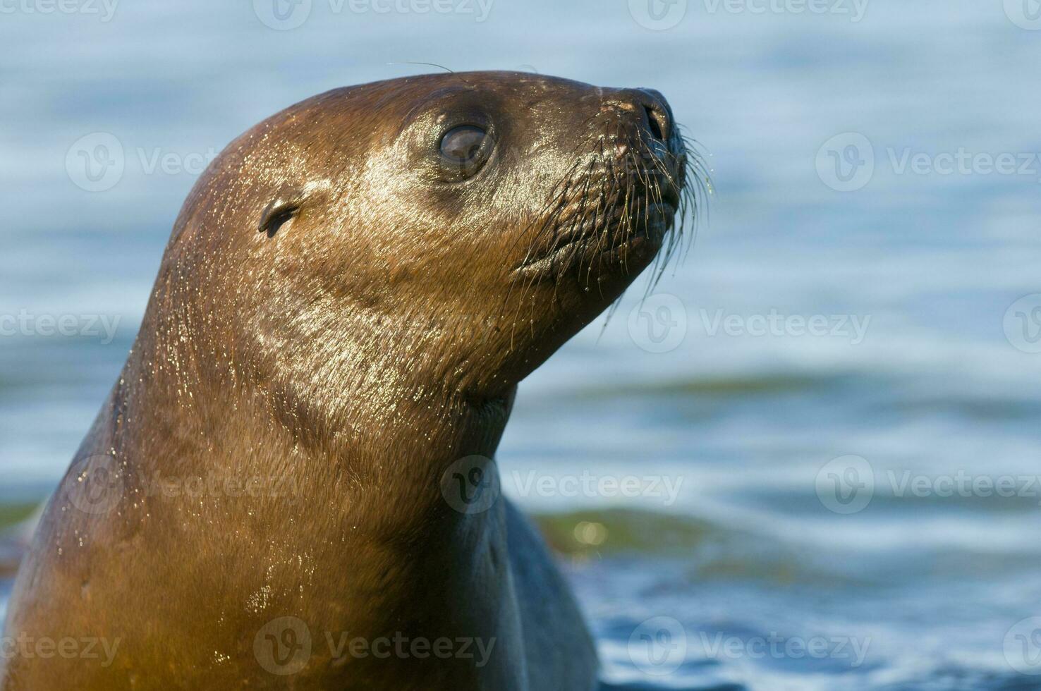 Sea lions portrait photo