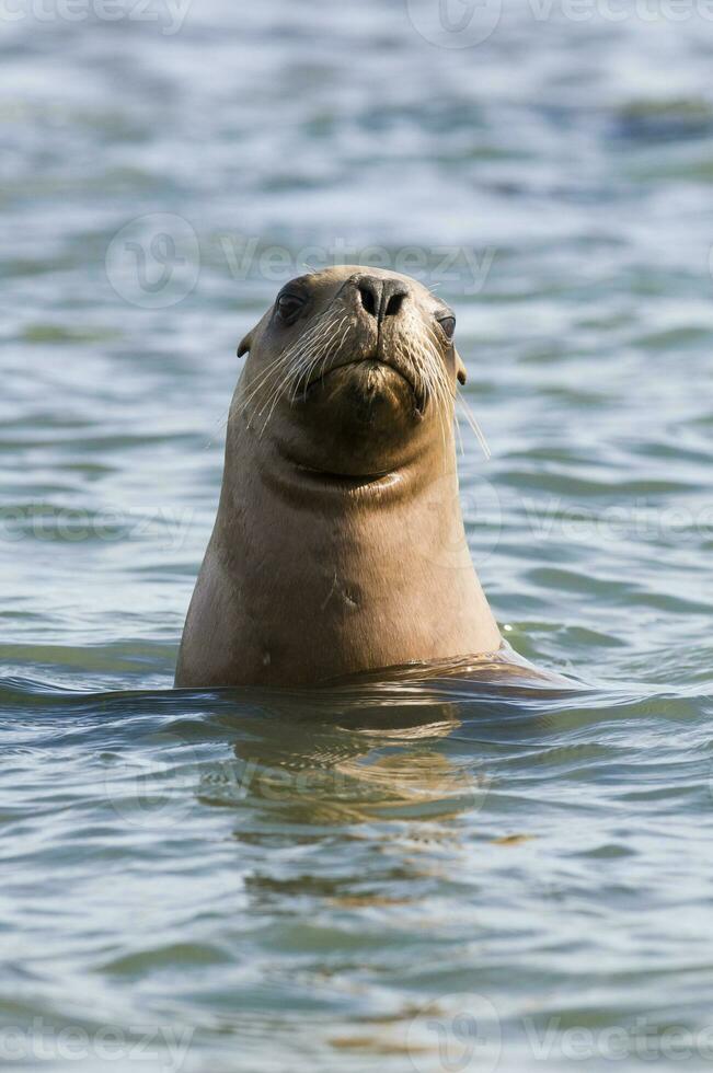 Sea lions portrait photo