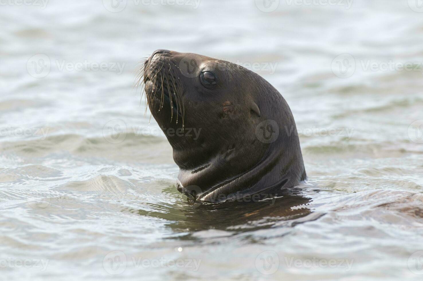 Sea lions portrait photo