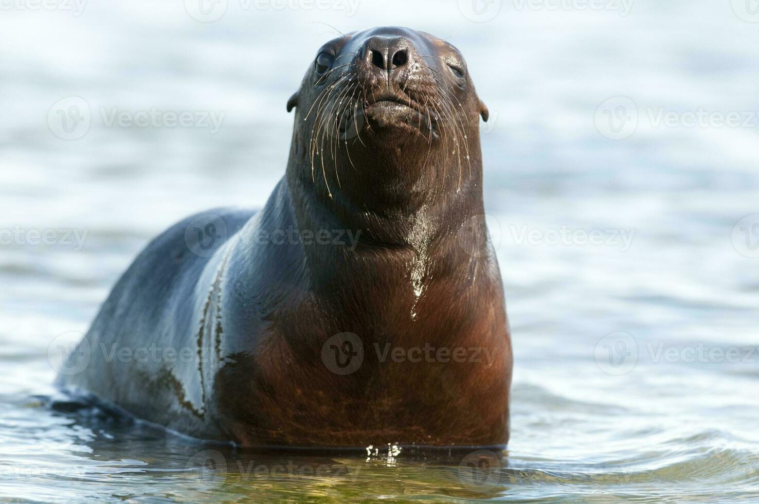 Sea lions portrait photo