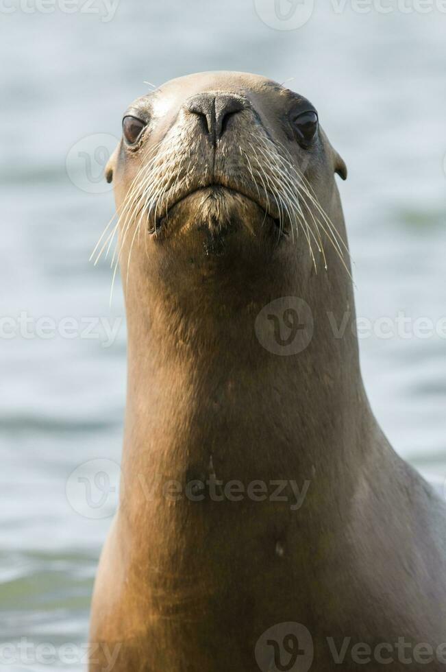 Sea lions portrait photo