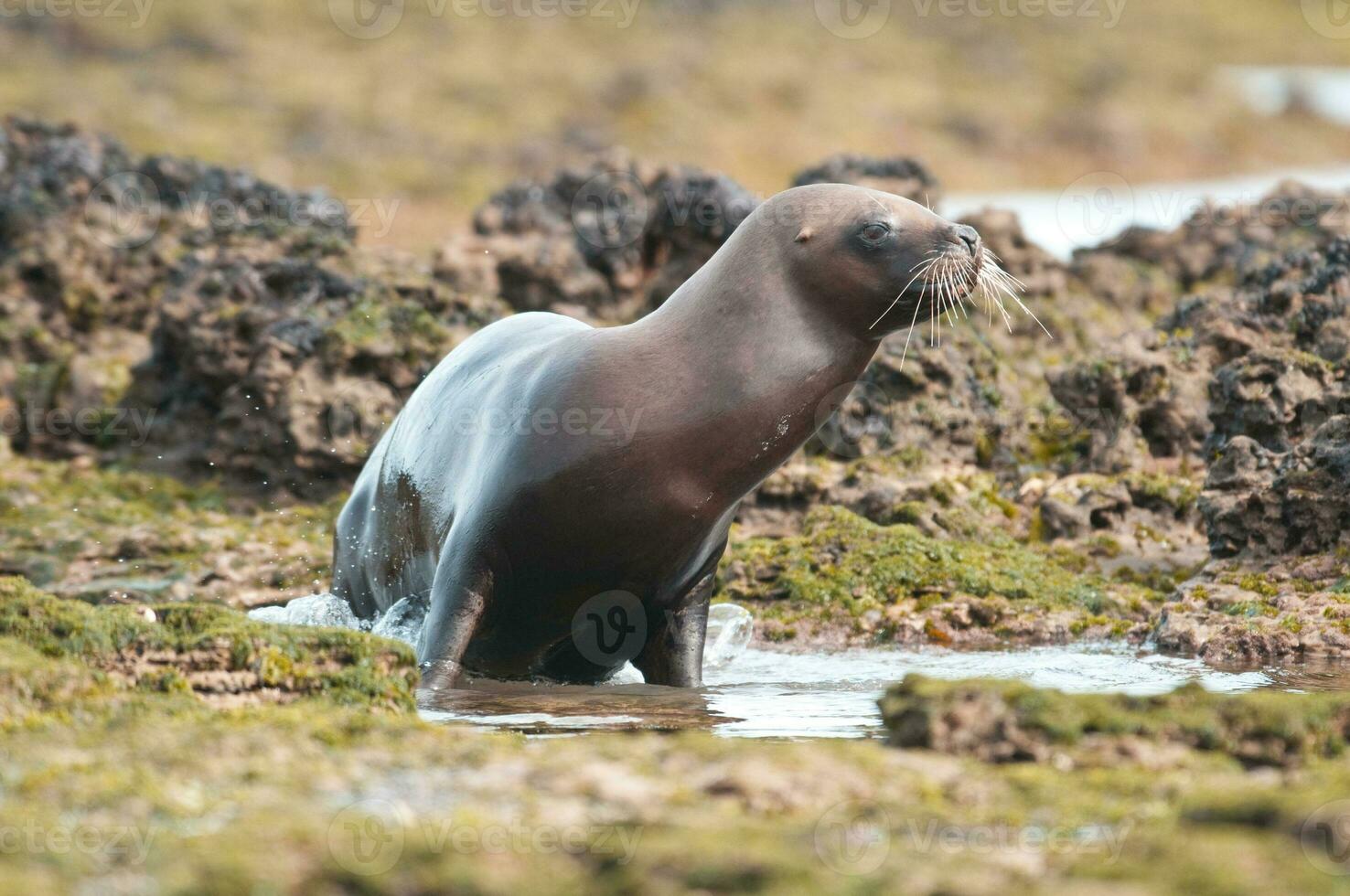 Sea lion portrait photo