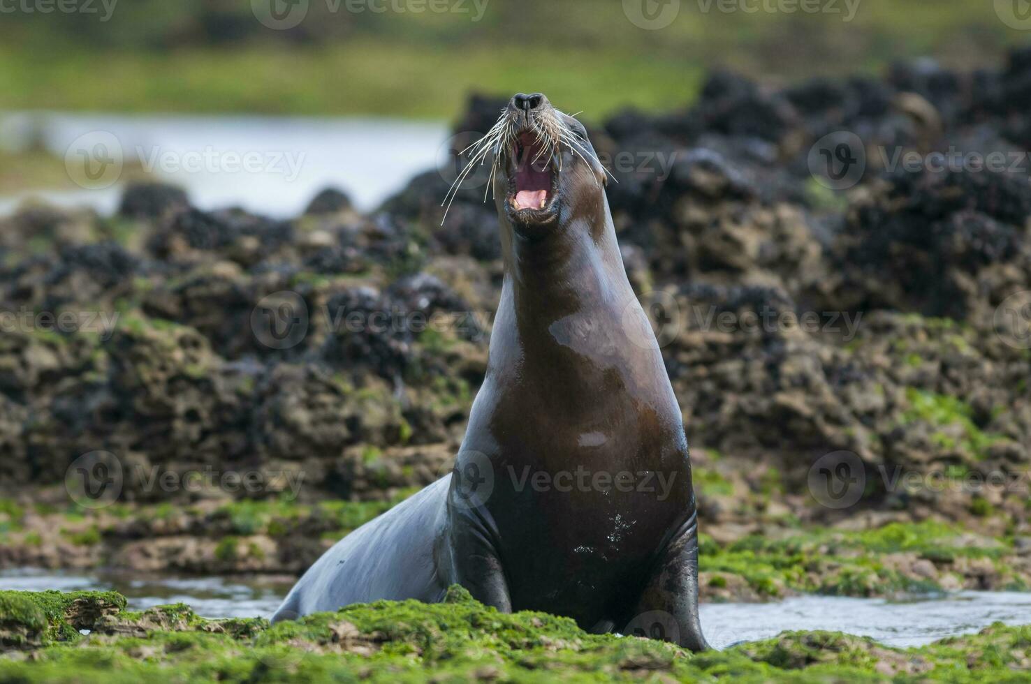 Sea lion portrait photo