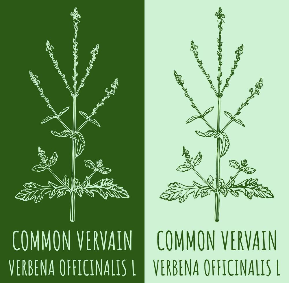 Vector drawing COMMON VERVAIN. Hand drawn illustration. The Latin name is VERBENA OFFICINALIS L.