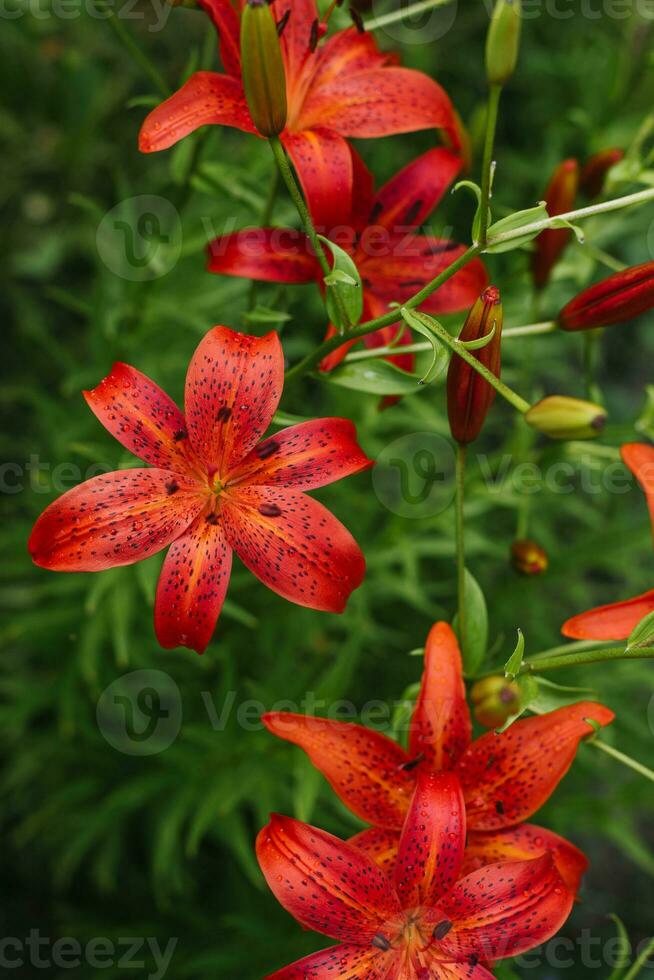 Red lily flowers in the summer garden photo