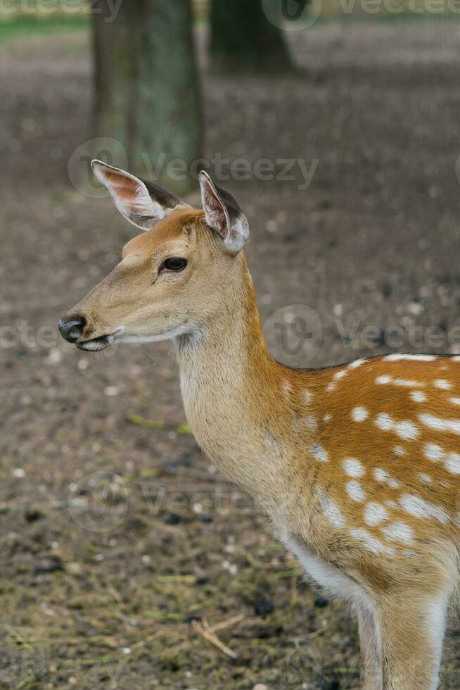 Portrait of a female deer walking in nature photo