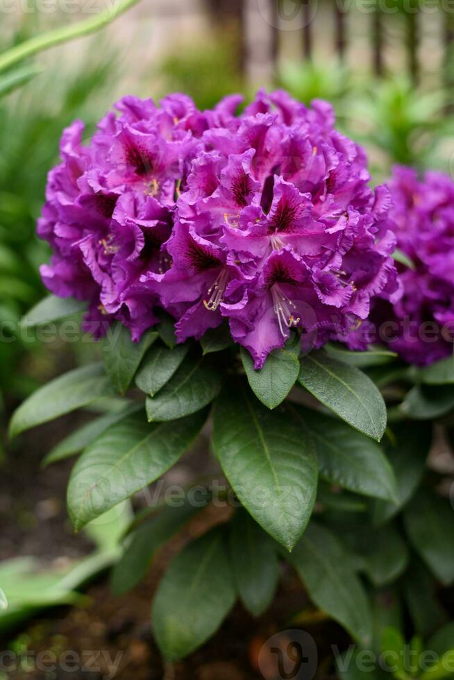 Purple flowers of the Rasputin rhododendron in the spring in the garden photo