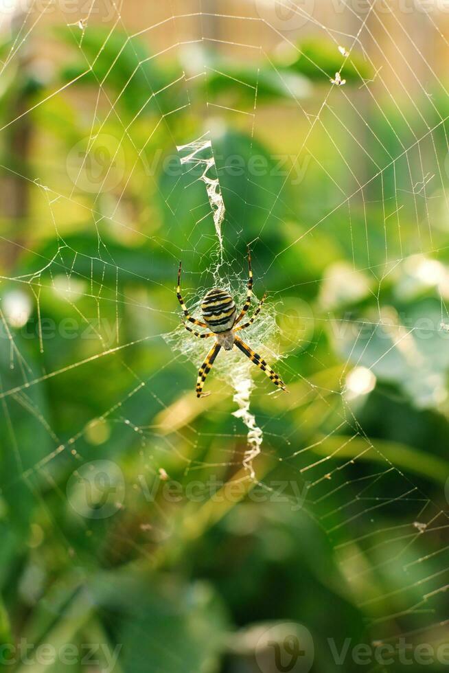 Spider argiope bruennichi on the web in the garden photo