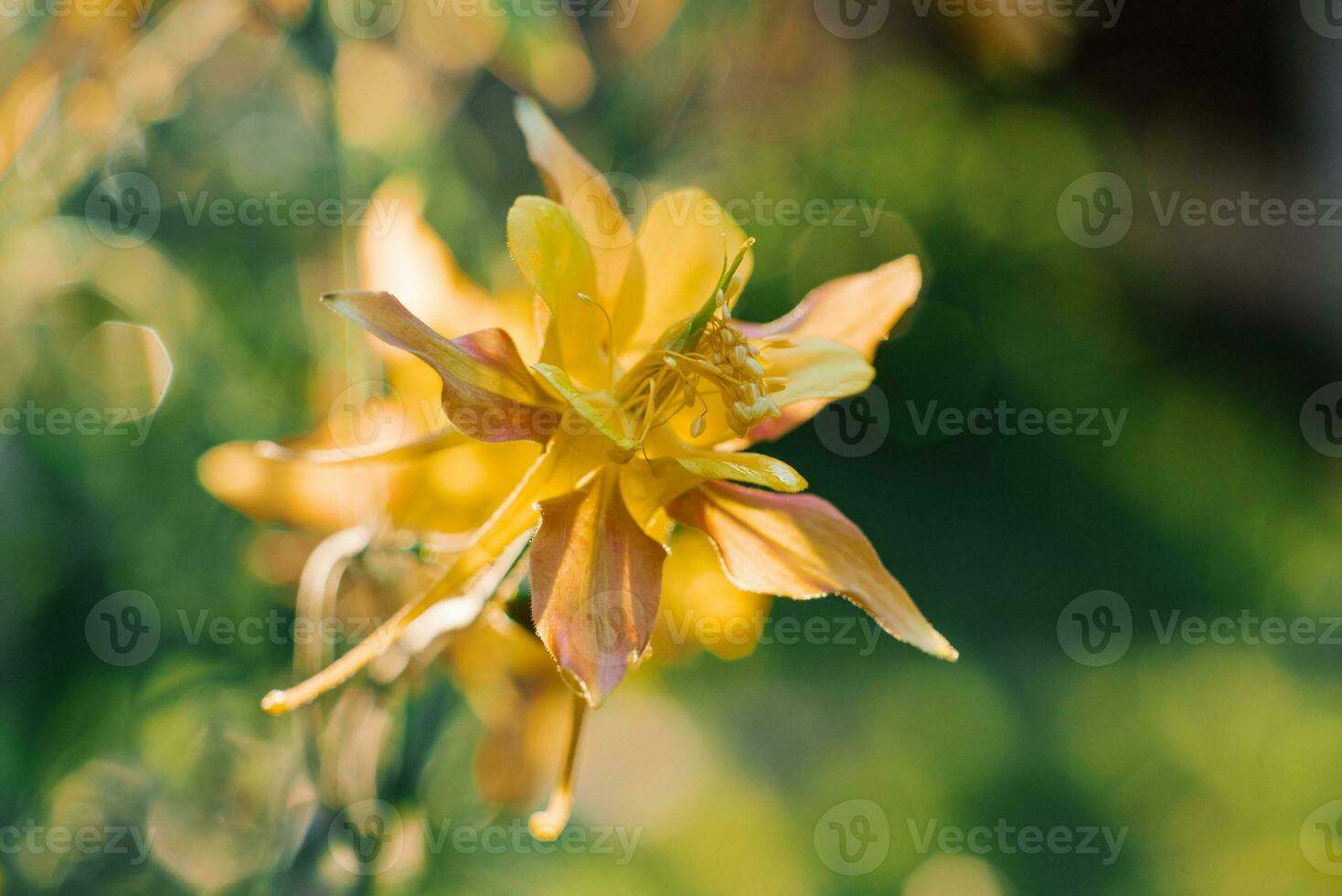 Delicate beautiful Aquilegia yellow red flower in the garden in summer photo