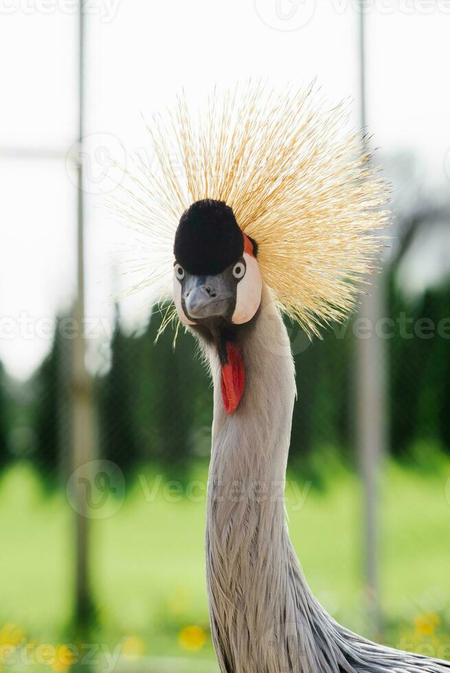 Portrait of a beautiful Crowned crane in the zoo photo