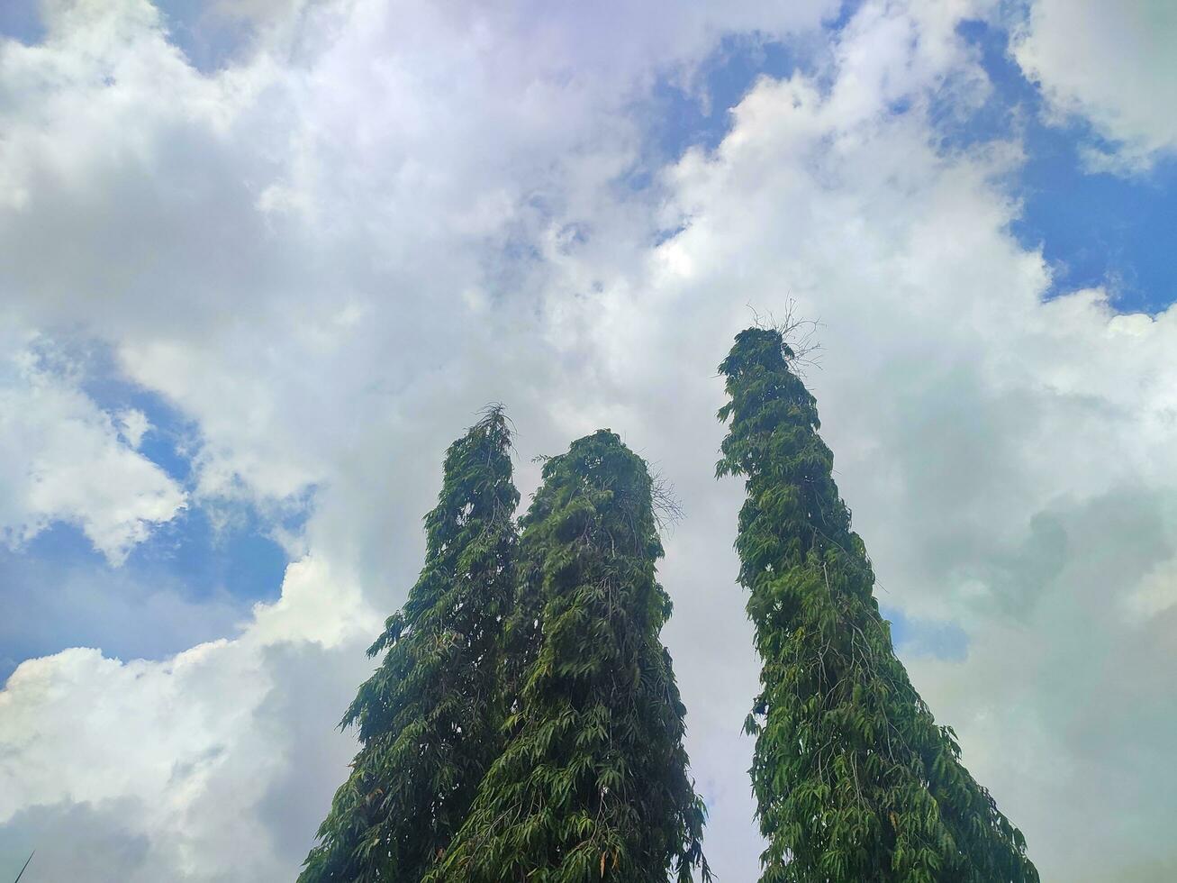 view of three towering green trees against clouds photo