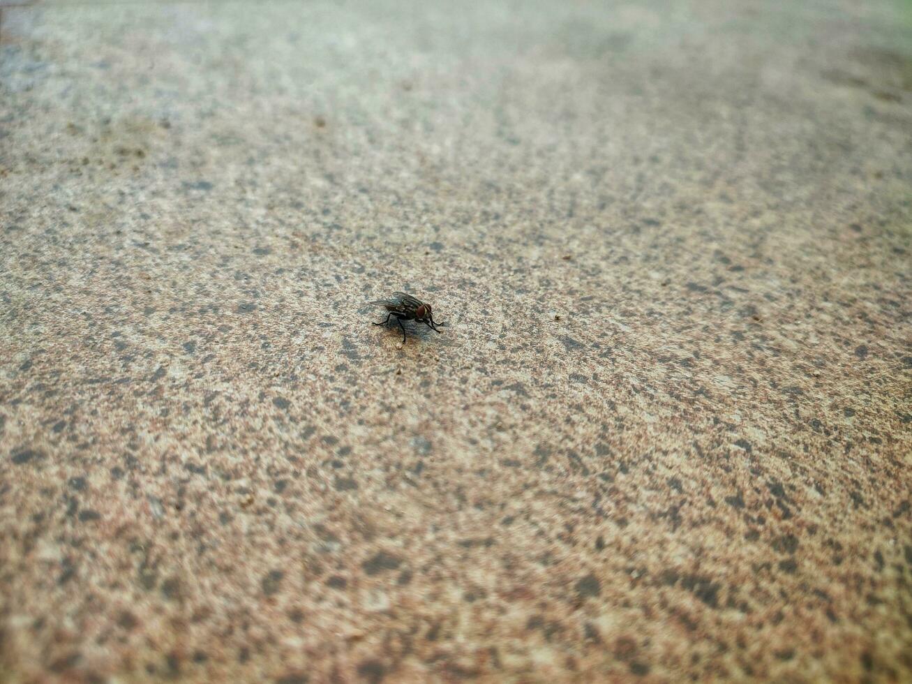 House fly on concrete. Selective focus of to house fly. The fly are insect carriers of cholera. photo