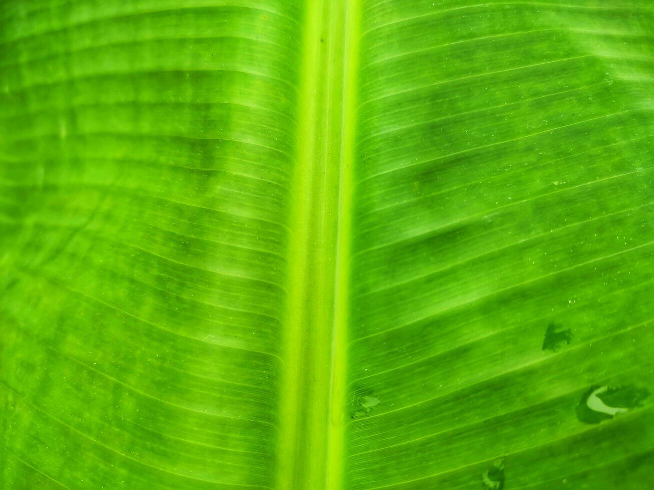 Nature background concept. Decorative abstract background from bananas leaf. photo