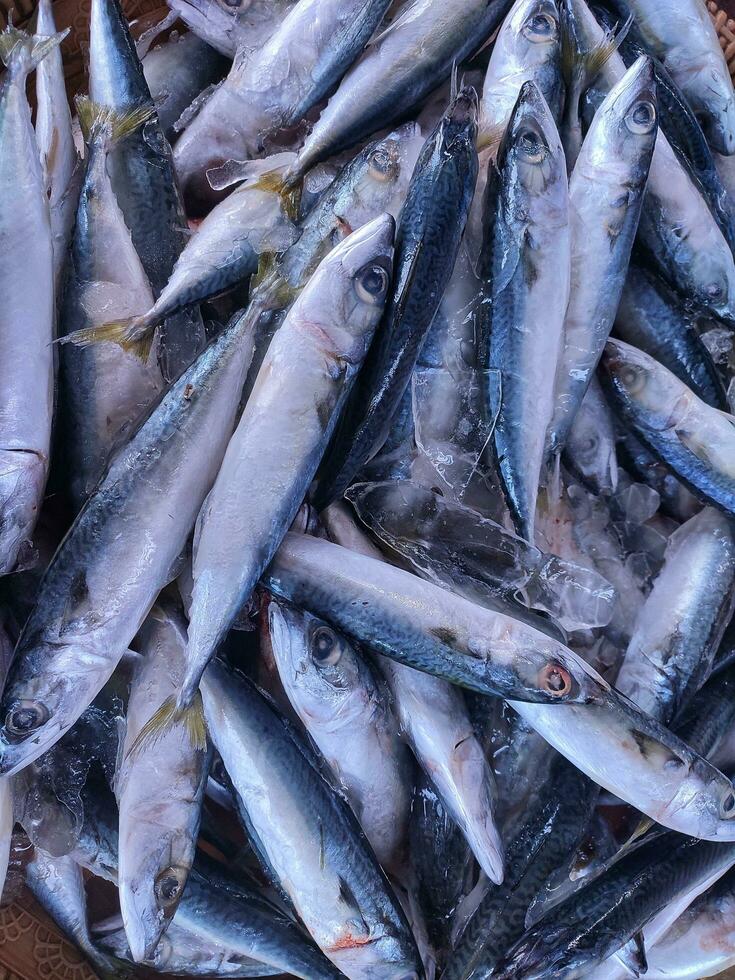 Large group of fishes at market in indonesia photo