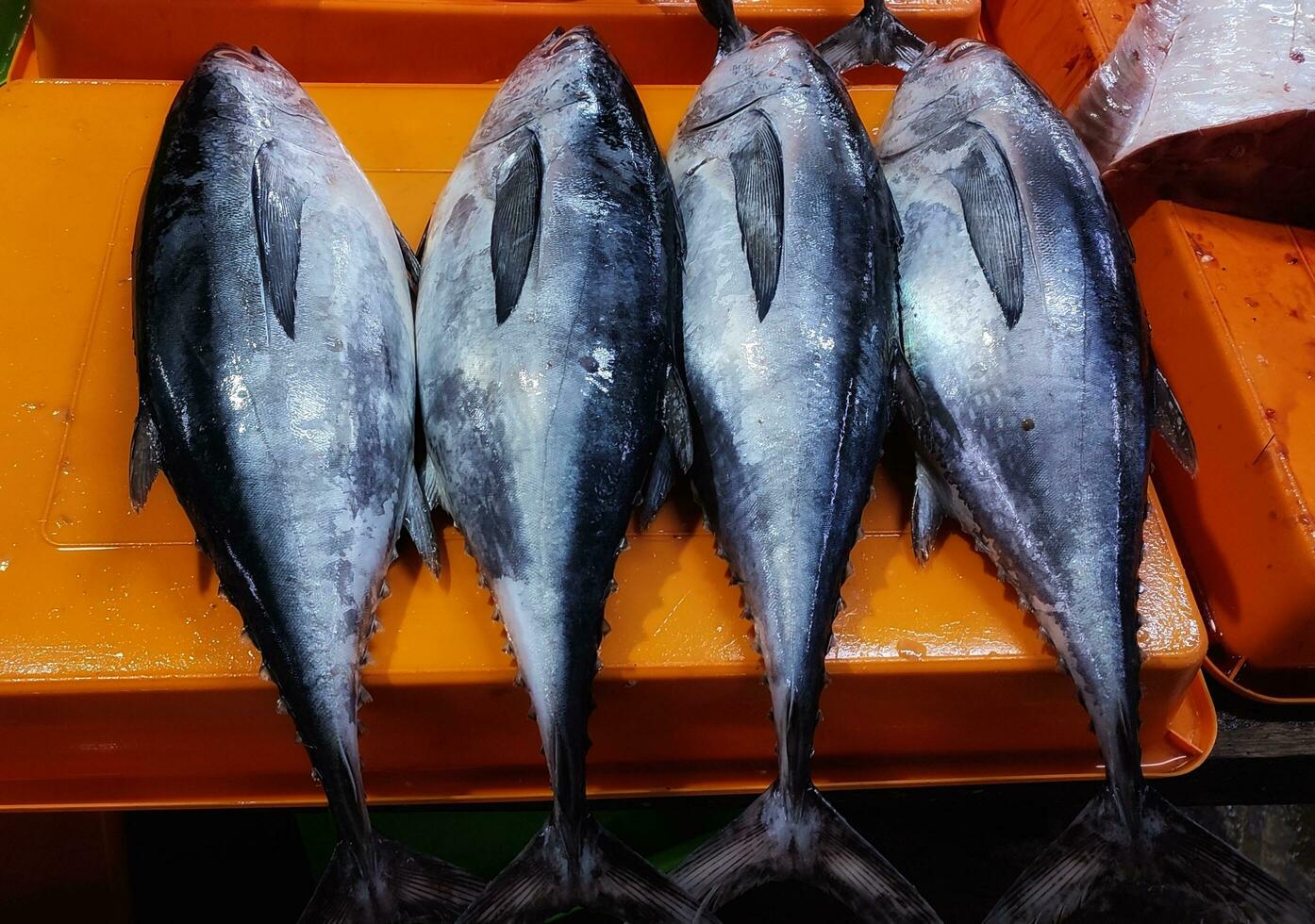 Group of mackarel tuna in market photo