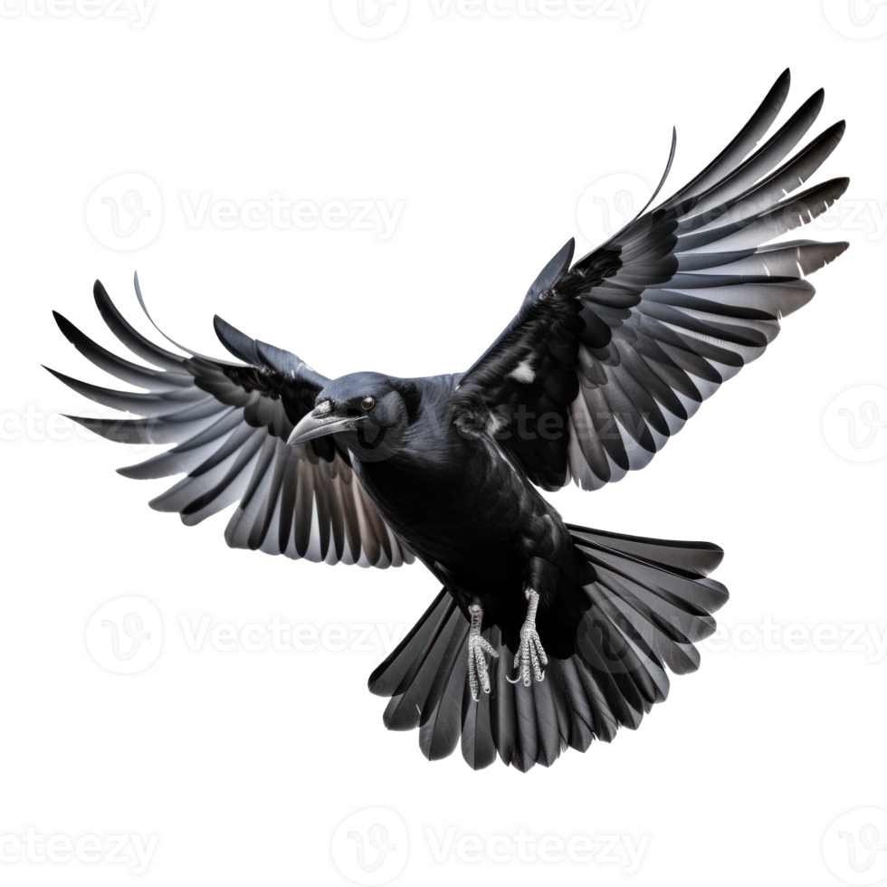 Flying black crow isolated png