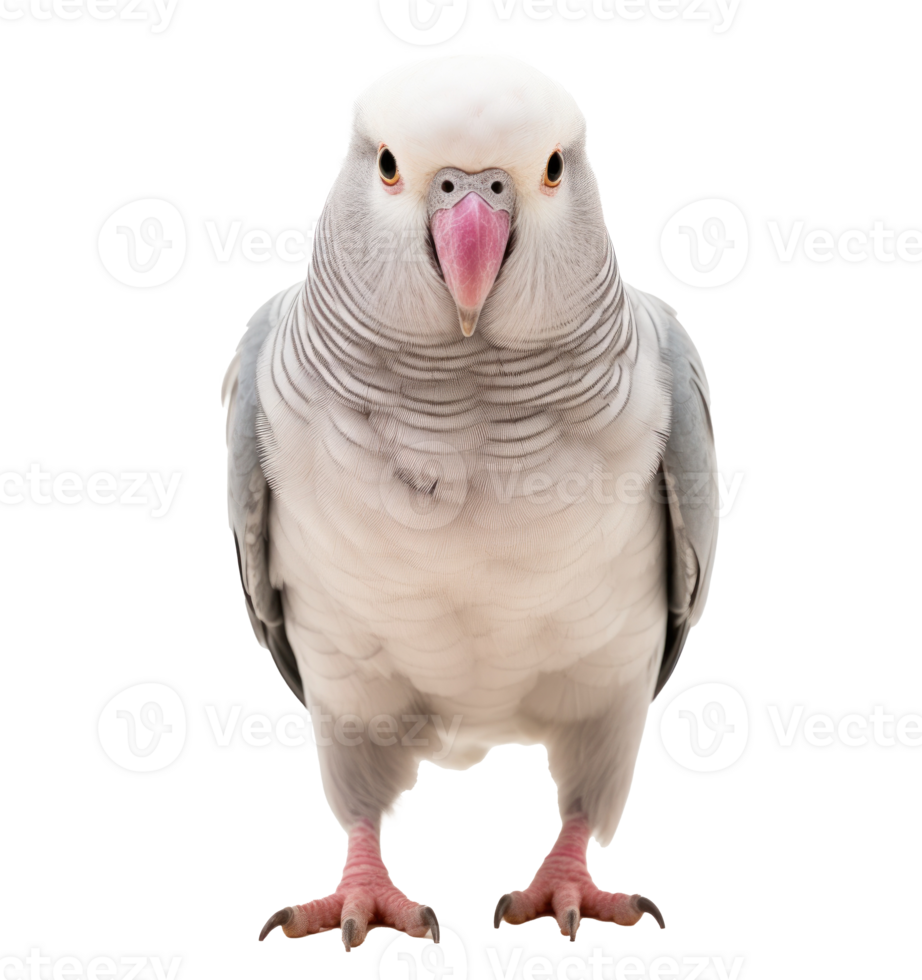 Grey parrot isolated png