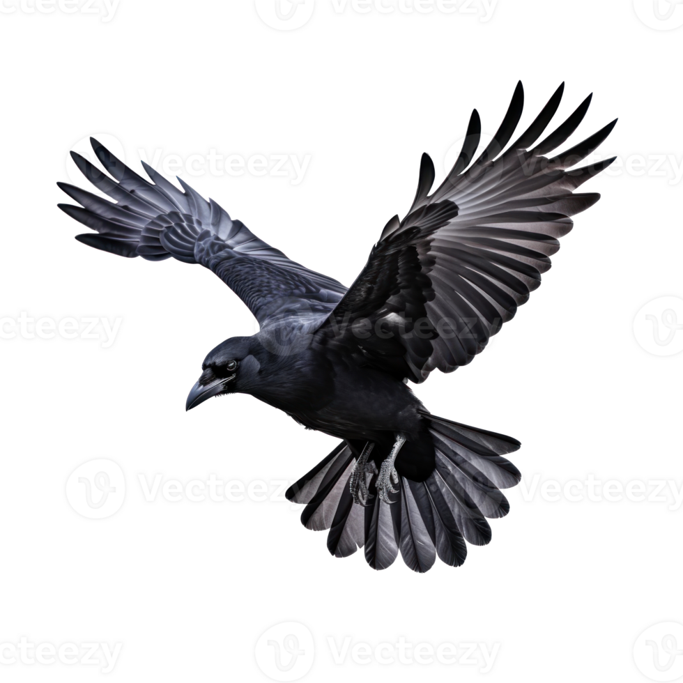 Flying black crow isolated png