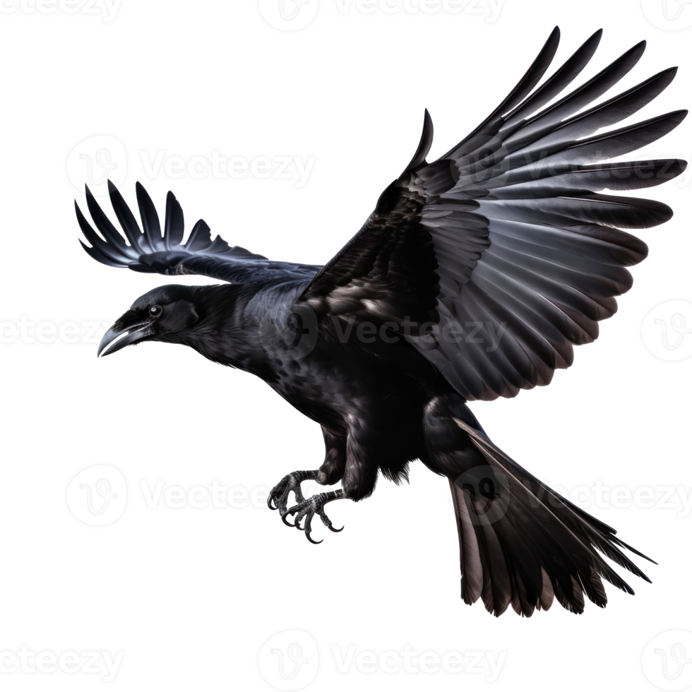 Flying black crow isolated png