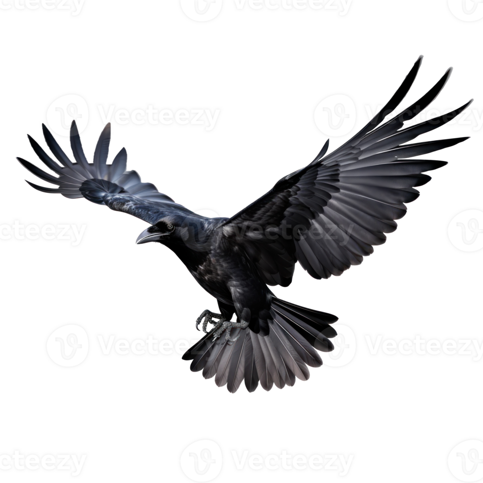 Flying black crow isolated png