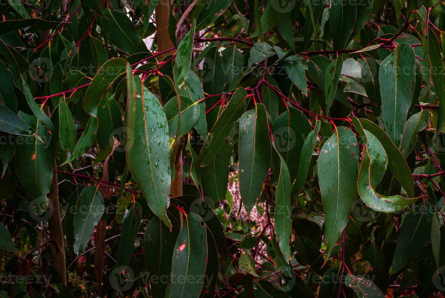 Eucalyptus leaf close up photo